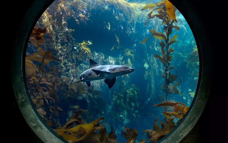 Monterey Bay Aquarium. Monterey, California